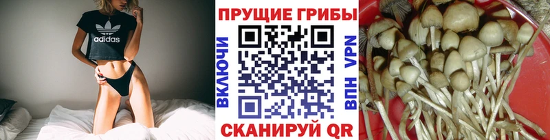 Галлюциногенные грибы GOLDEN TEACHER  Будённовск 
